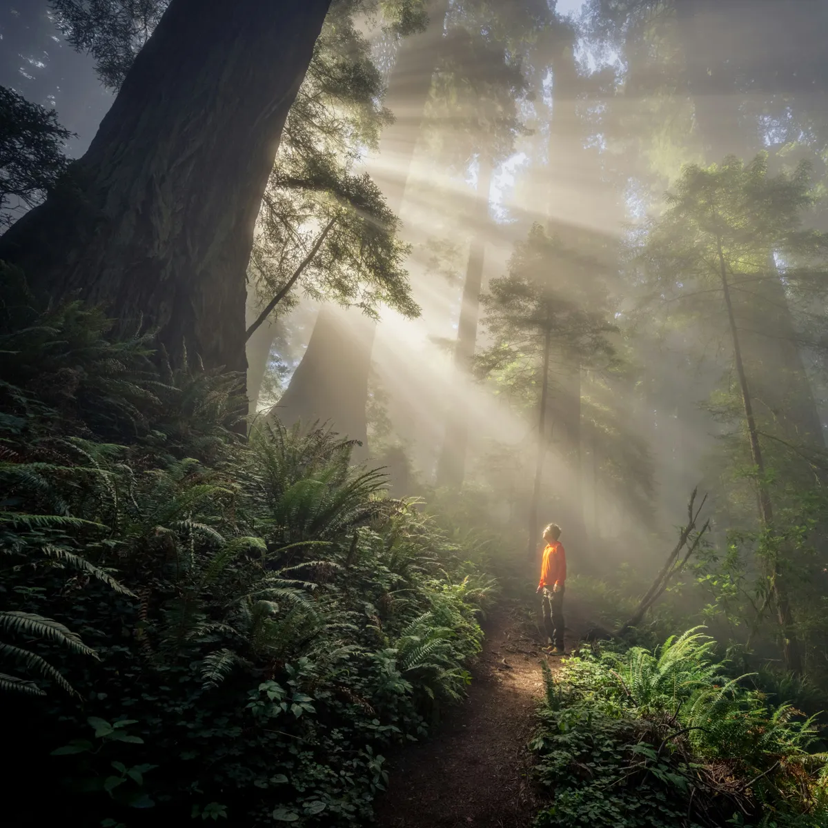 A person in an orange shirt standing on a fern-lined forest trail looking up as warm sunbeams filter through tall redwood trees and morning mist
