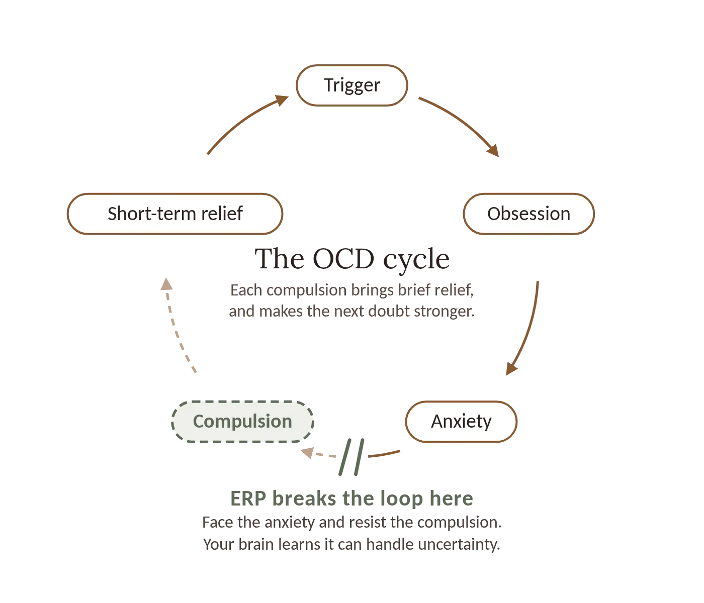 Diagram of the OCD cycle: Trigger leads to Obsession, Anxiety, Compulsion, and Short-term relief (each compulsion brings brief relief and makes the next doubt stronger). ERP breaks the loop between Anxiety and Compulsion: face the anxiety and resist the compulsion so your brain learns it can handle uncertainty.