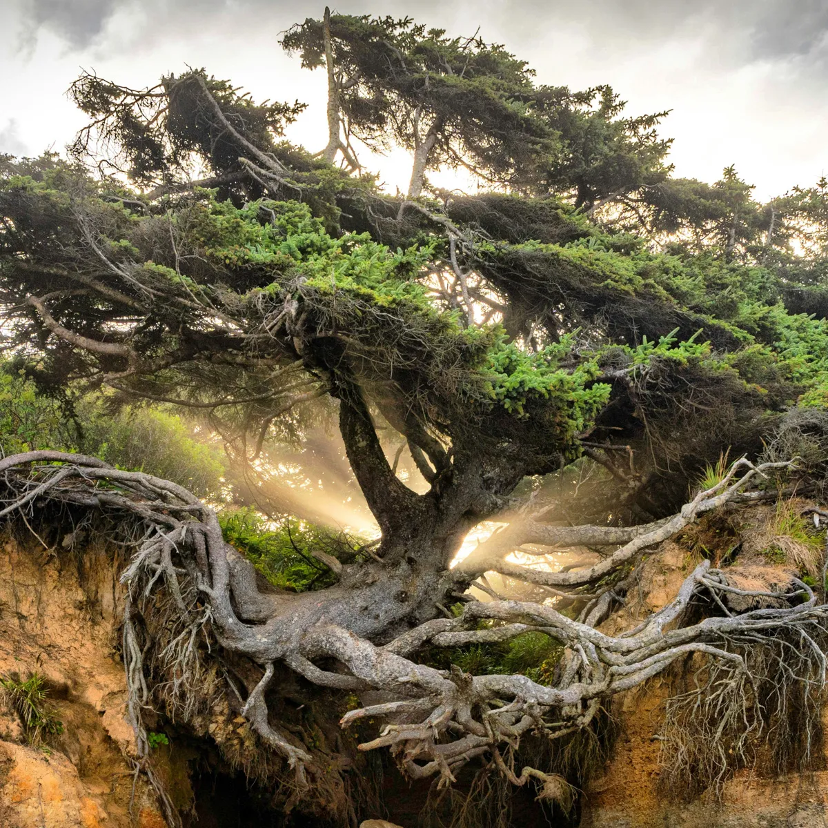 The coastal Tree of Life with sprawling, exposed roots bridging an eroded bluff as warm golden sunlight shines through from behind